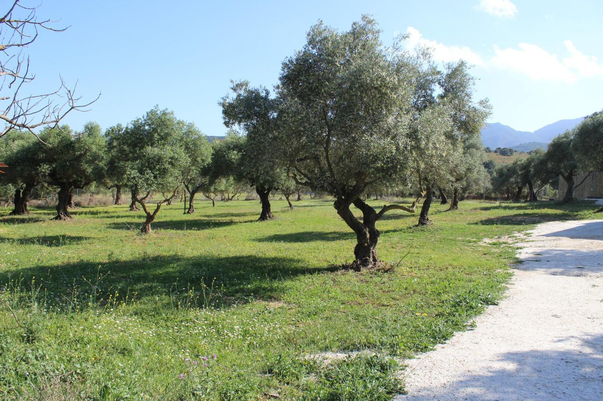 Casa De Campo En Coín Εξωτερικό φωτογραφία